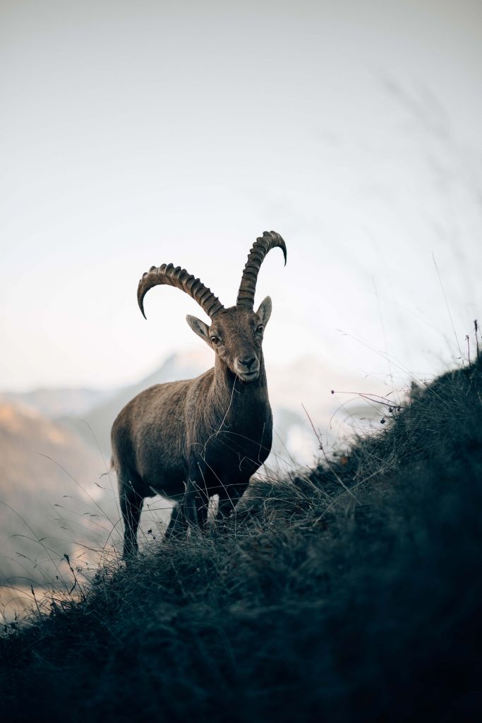 Steinbock in den Bergen