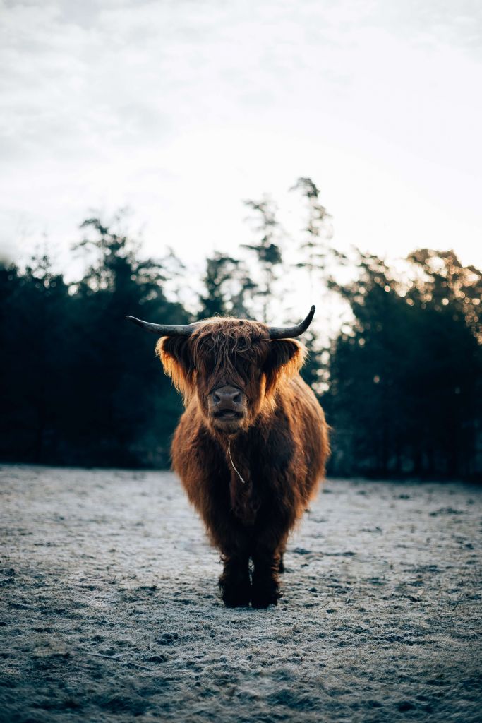 Schottischer Highlander in der Morgensonne