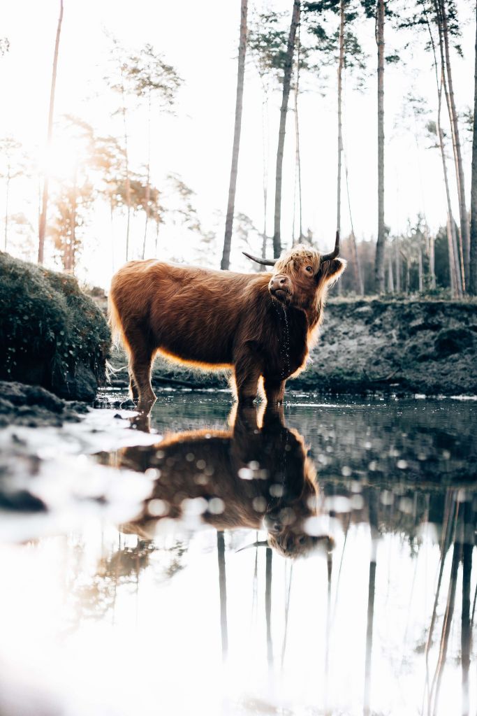 Schottischer Highlander im Wasser