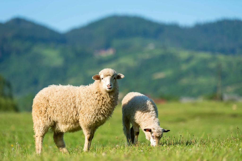 Zwei Schafe auf der Wiese