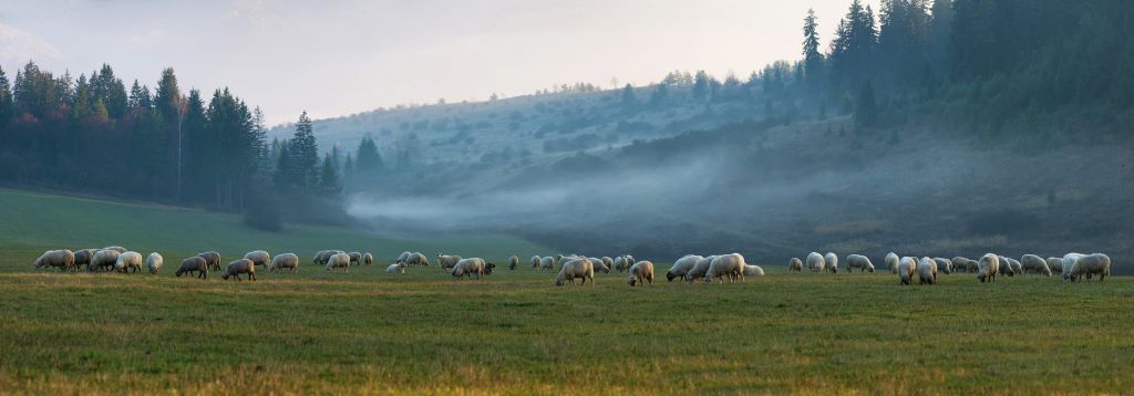 Schafherde mit nebliger Landschaft