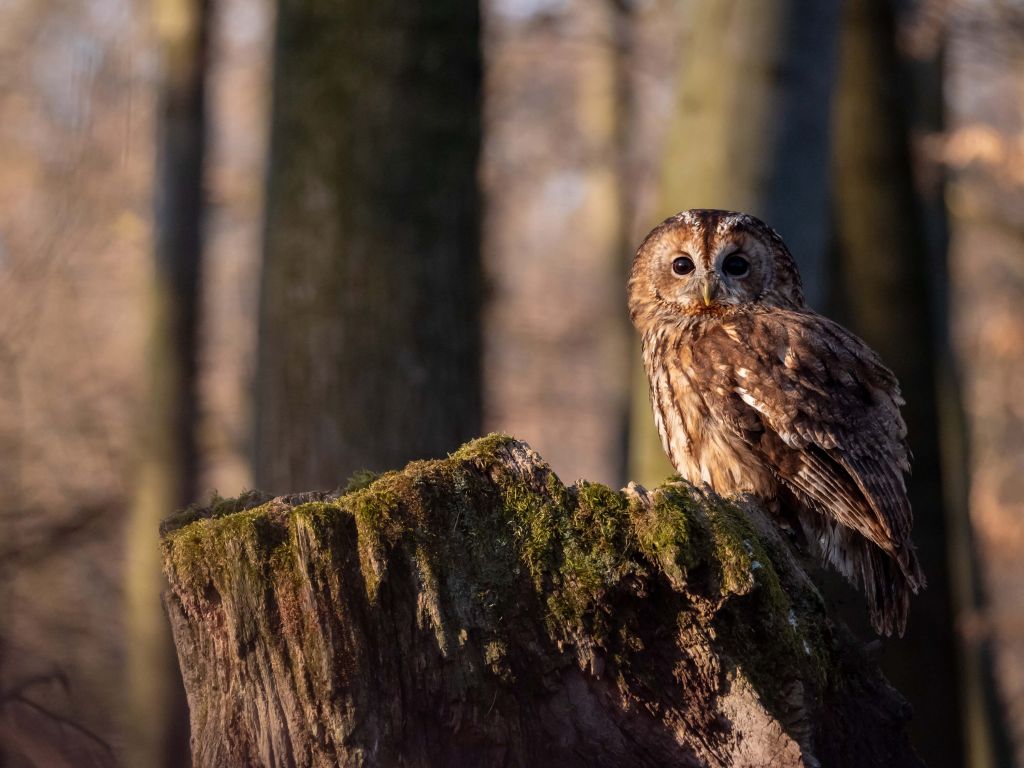 Steinkauz auf einem abgebrochenen Baum