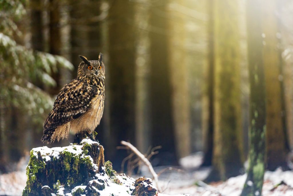 Eule im verschneiten Wald