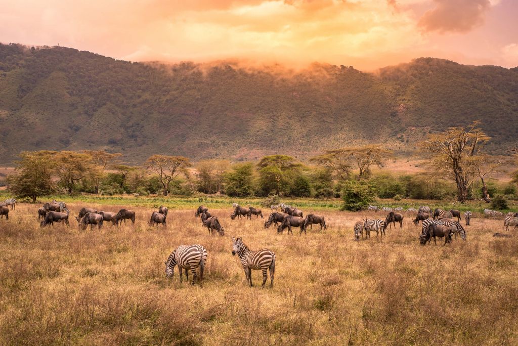 Savannenlandschaft mit Zebras