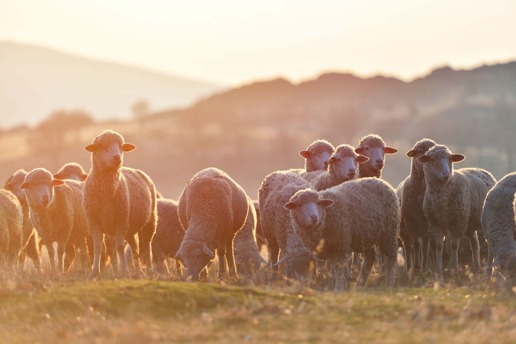 Schaf mit Blick nach oben