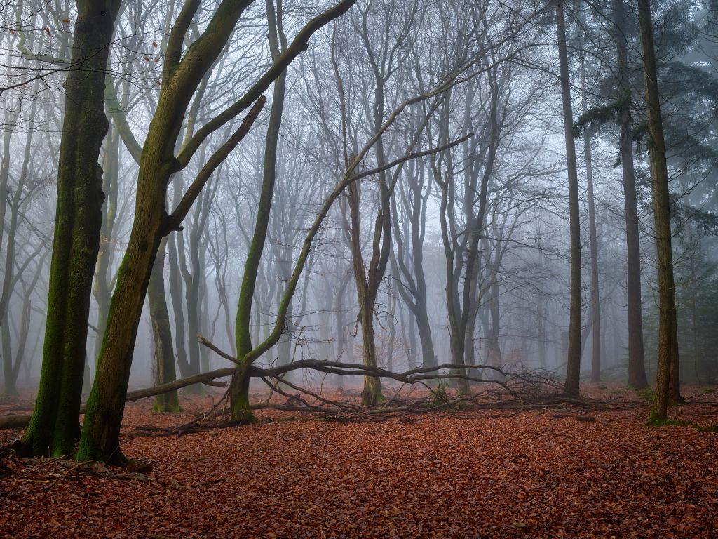 Mysteriöser nebliger Wald