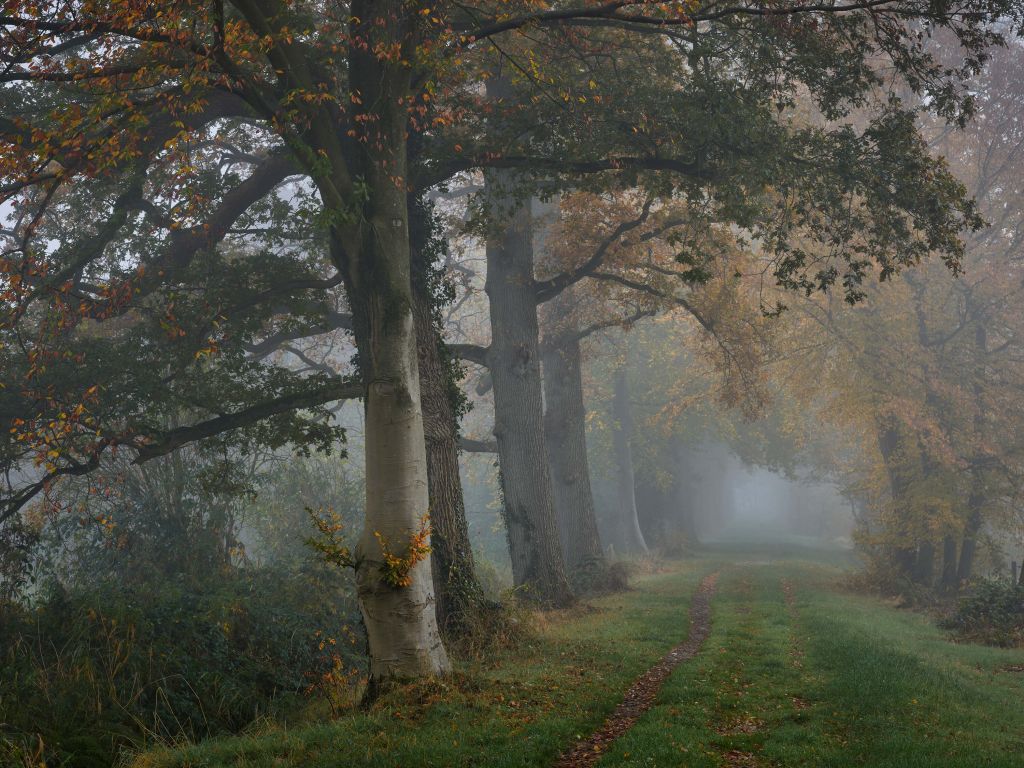 Allee mit Bäumen im Nebel