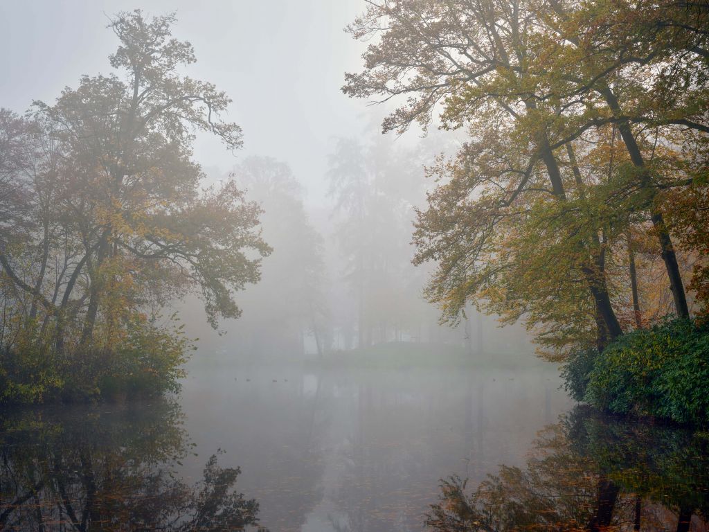 Waldteich im Nebel