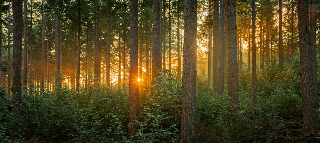 Sonnenstrahlen in einem Nadelbaumwald