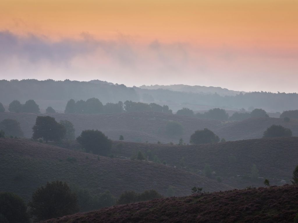 Nebliger Sonnenaufgang in der Heidelandschaft