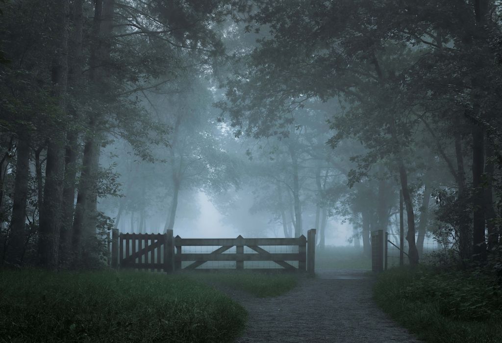 Nebliger Waldweg