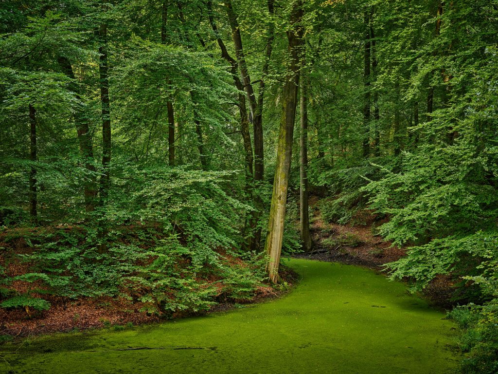 Bach mit Wasserlinsen im Wald