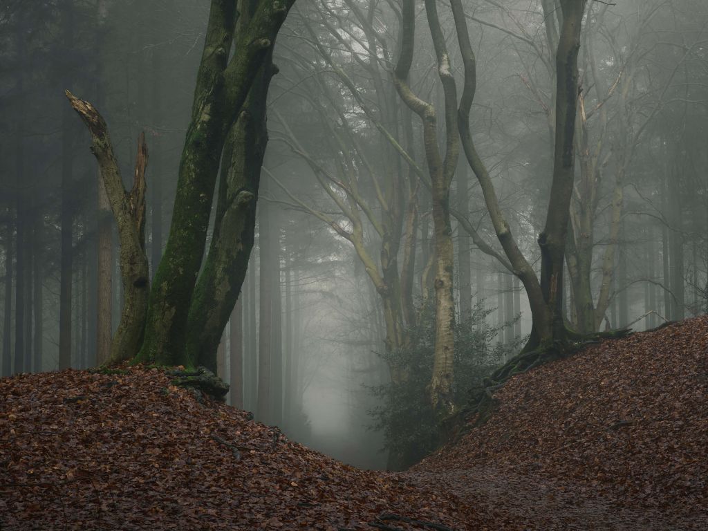 Pfad durch den geheimnisvollen Wald