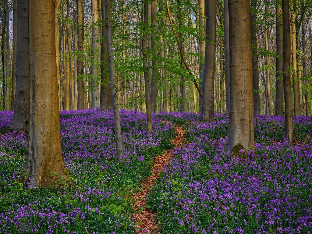 Schöner Weg durch den Wald