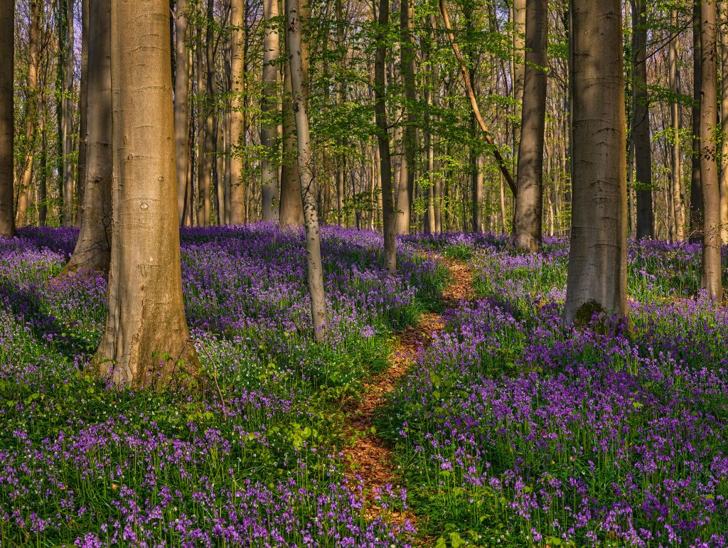 Weg durch einen Wald mit Hyazinthen