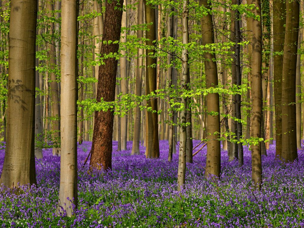 Wald mit lila Blumen