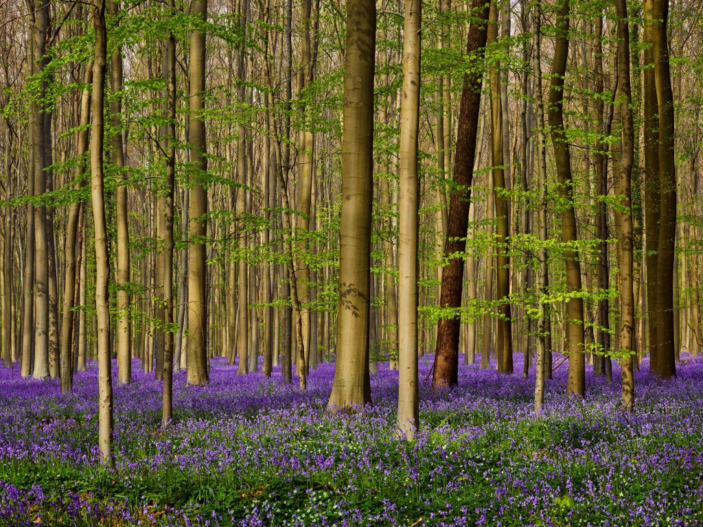 Wald mit Waldhyazinthen