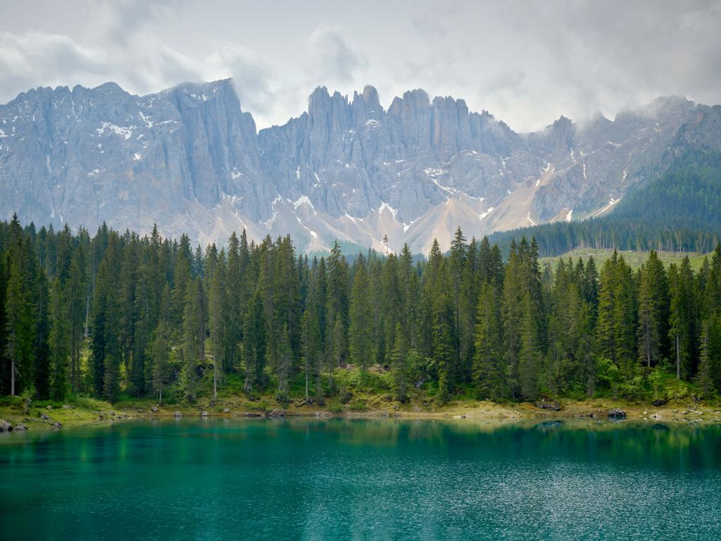 Baumreihe am Bergsee