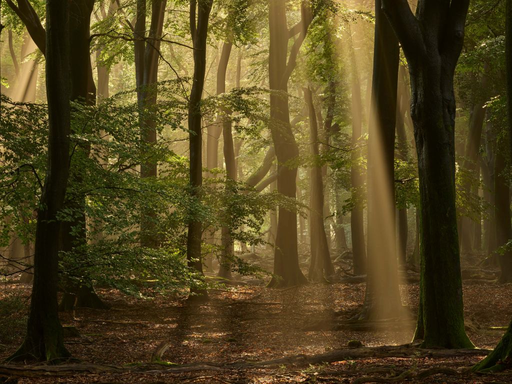 Alter Wald mit Sonnenharfen