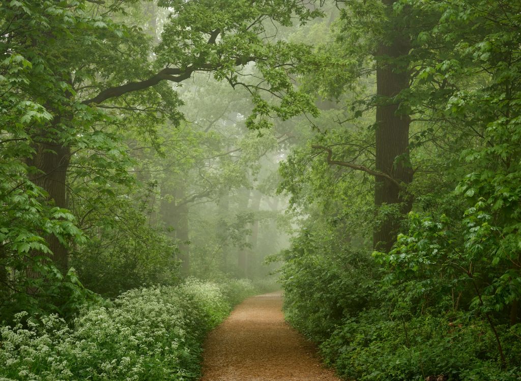 Nebliger Wald mit Pfad