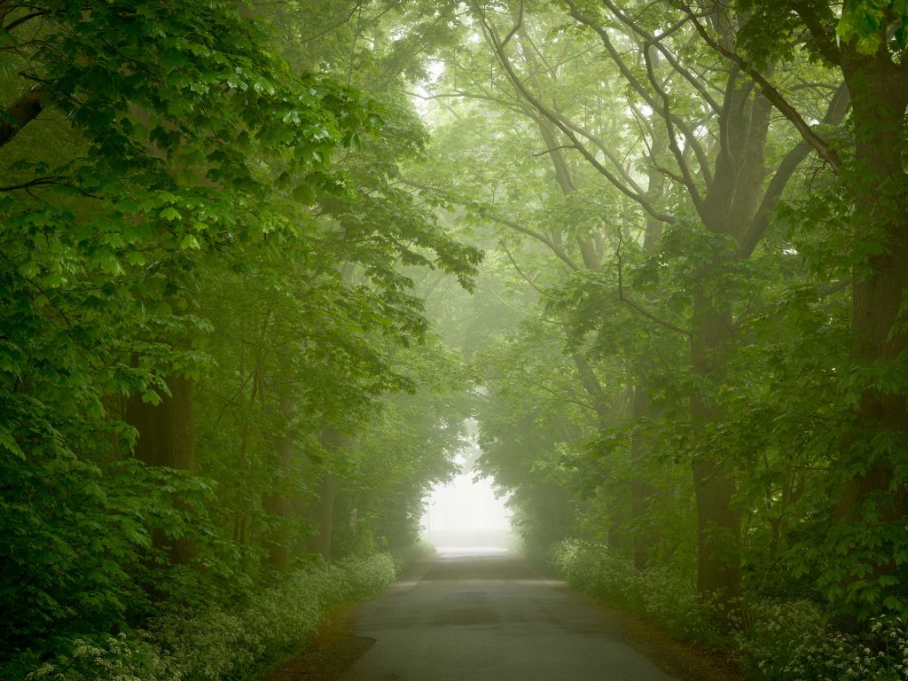 Grüner Wald mit nebligem Weg