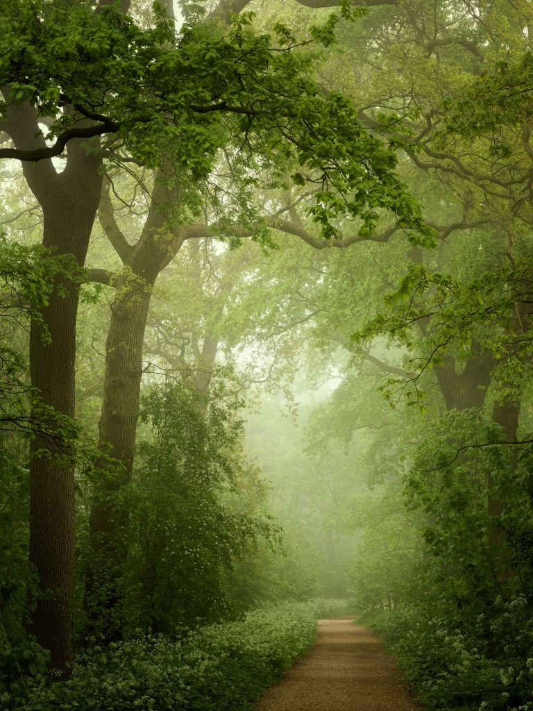 Waldweg im Nebel