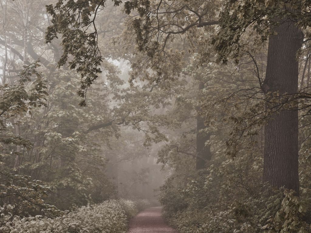 Pfad durch nebligen Wald