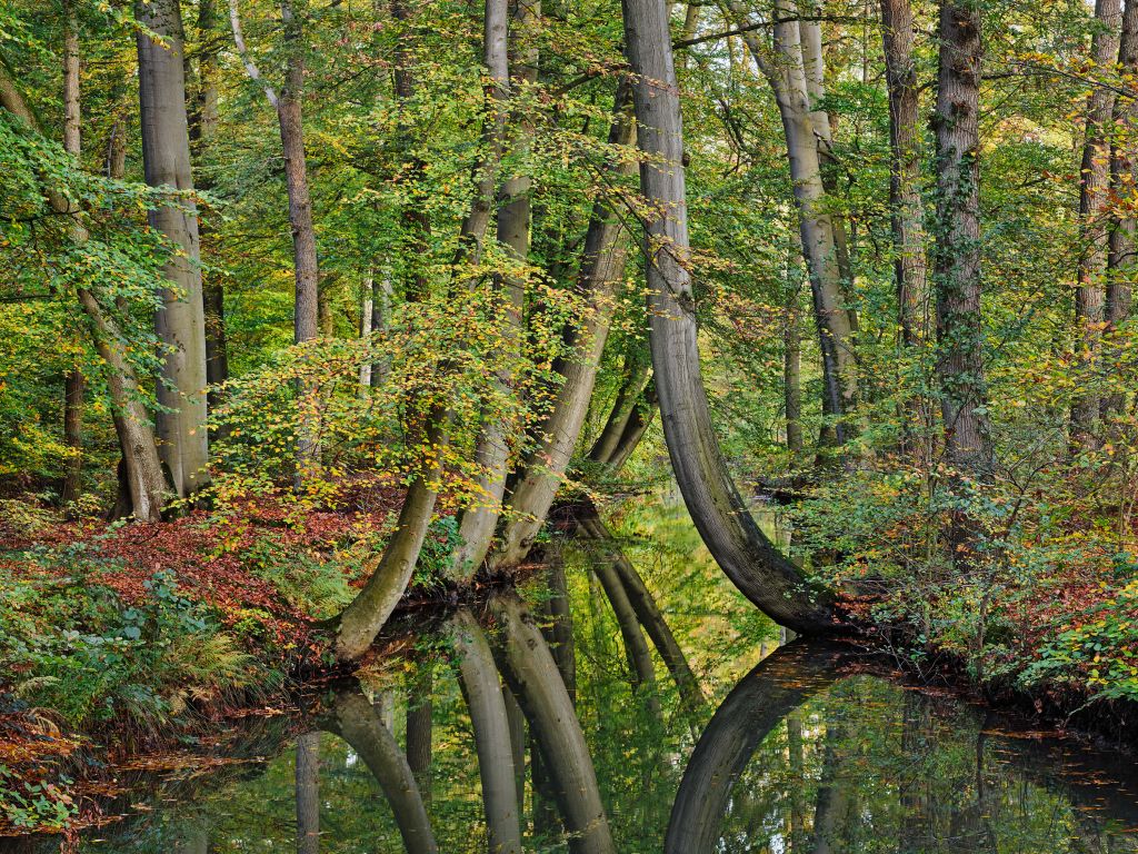 Reflexion von gebogenen Bäumen