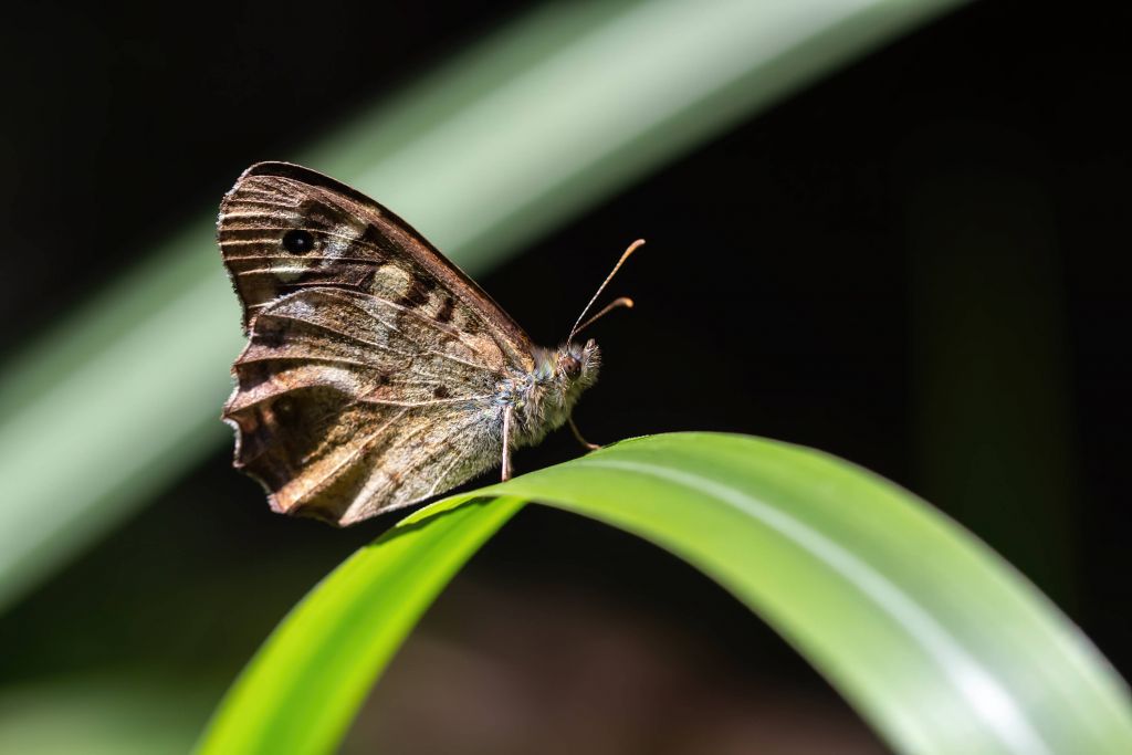 Brauner Schmetterling in Abstrakt