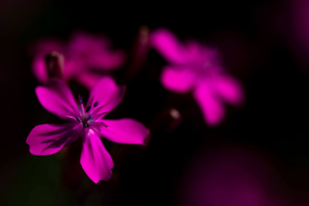 Leuchtend rosa Blütenexplosion