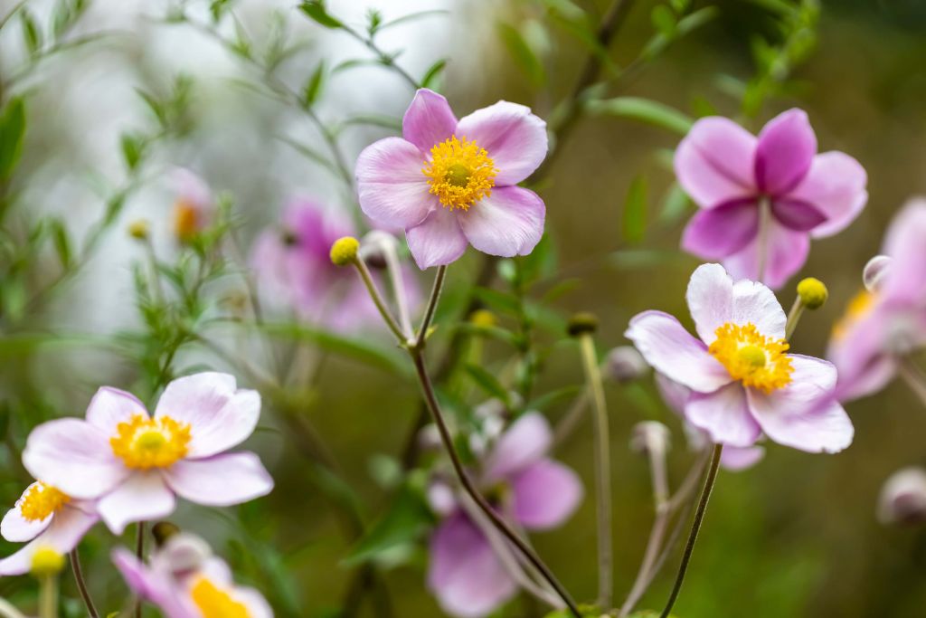 Dschungel aus rosa Blumen