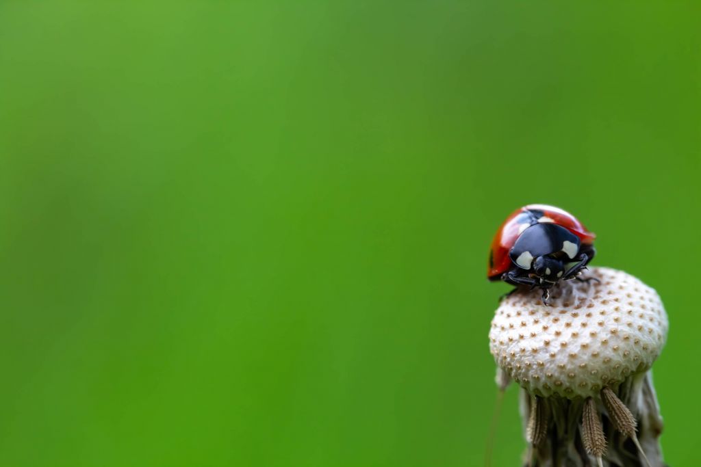 Marienkäfer auf einem Löwenzahn sitzend