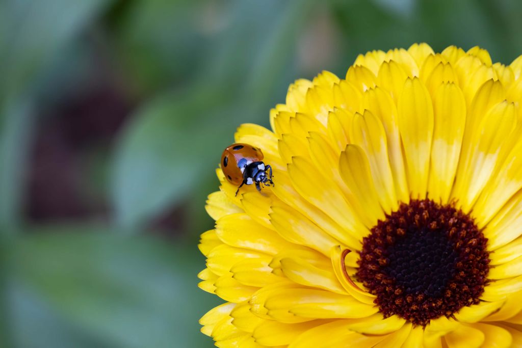 Marienkäfer auf einer Ringelblume