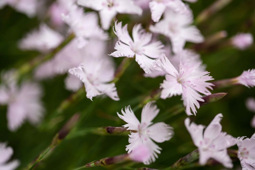 Kleine rosa Blumen im Wind