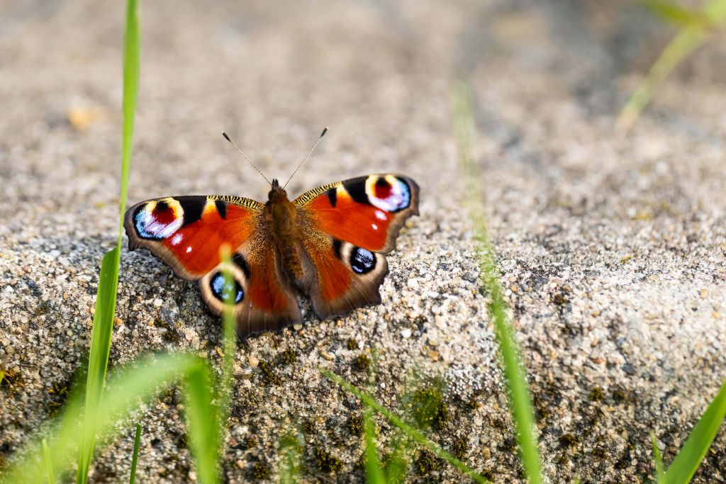 Pfauenauge Schmetterling