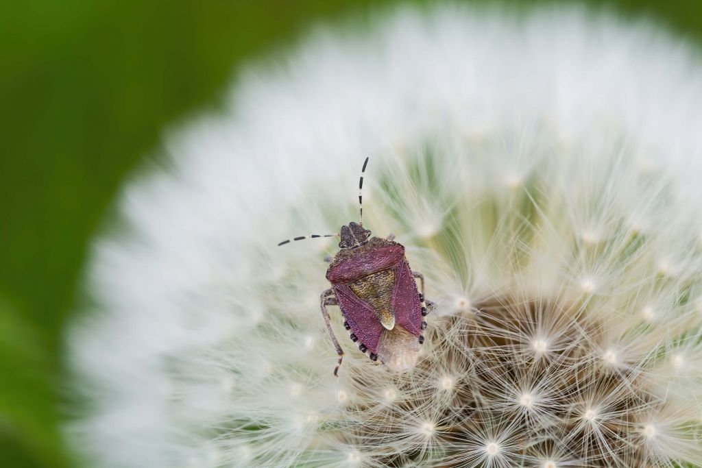 Rosa Käfer auf einer Löwenzahnblüte