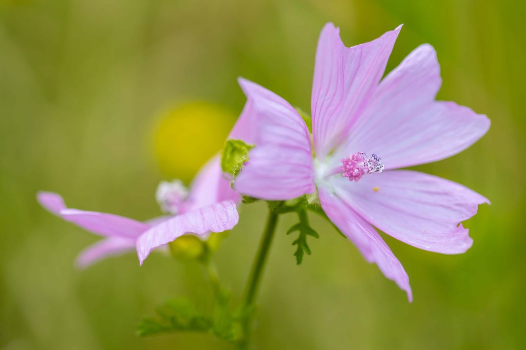 Fliederblüten mit einem Hauch von Gelb