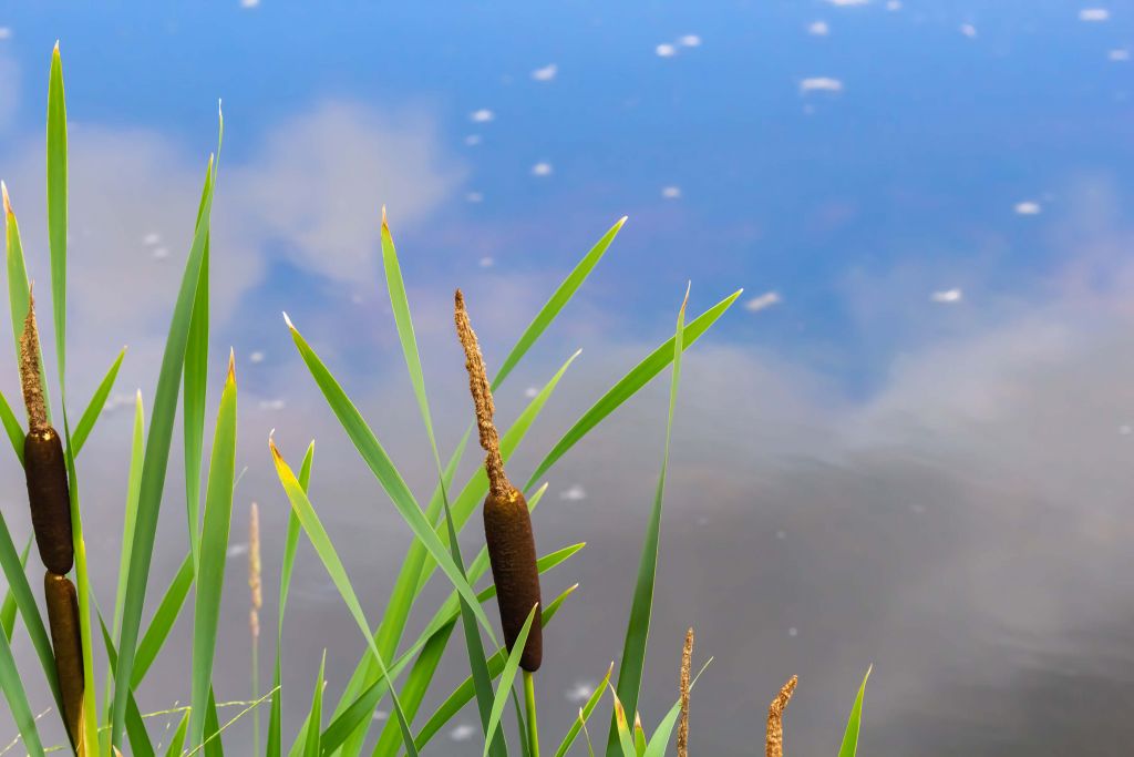 Reflektionen am Teich