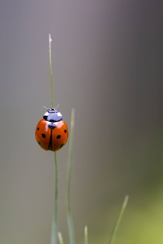 Marienkäfer auf einem Grashalm