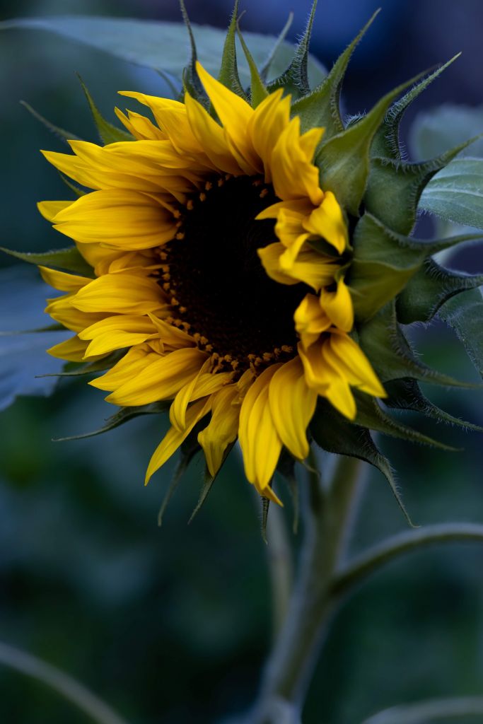 Launische Sonnenblume