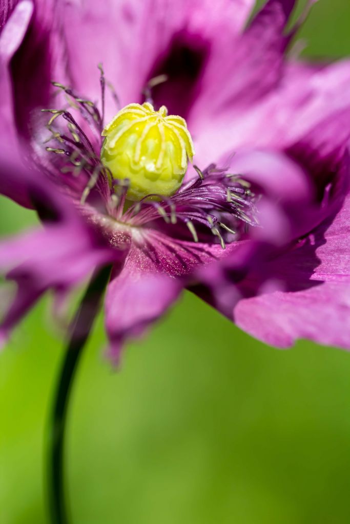 Mohn mit einem Spritzer Violett