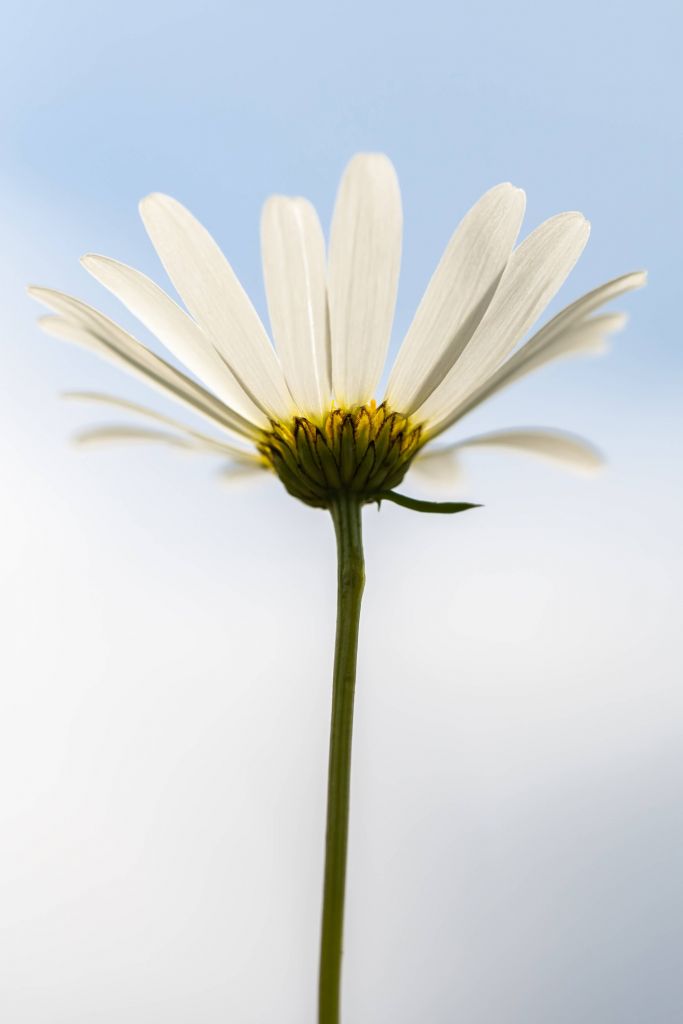 Weiße Gänseblümchen am Himmel