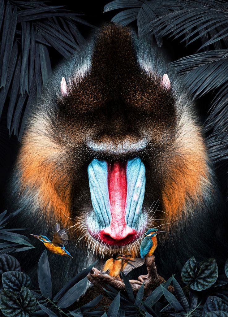 Mandrill Porträt