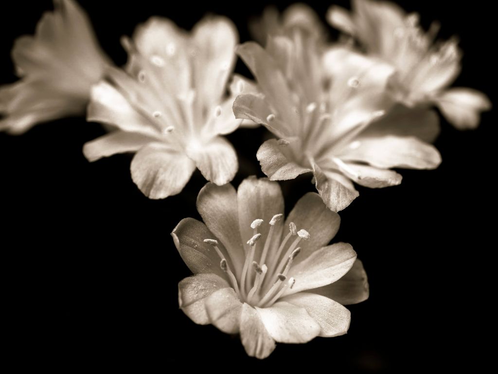 Lewisia-Blüte in Nahaufnahme