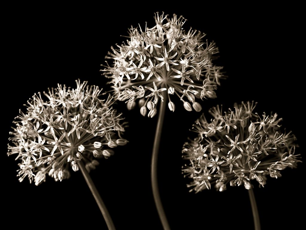 Drei Allium