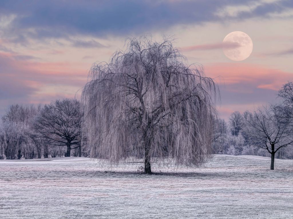 Mit Frost bedeckter Baum