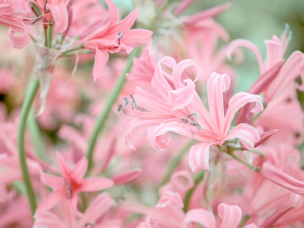 Nerine Blumen