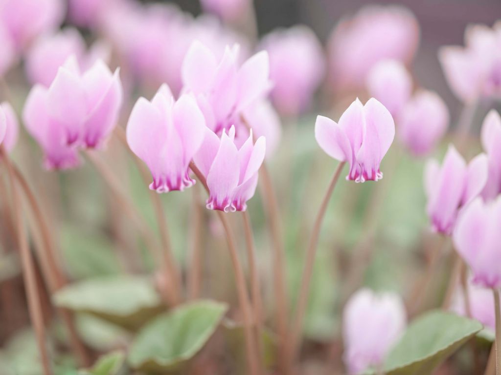 Hübsche Efeublumen