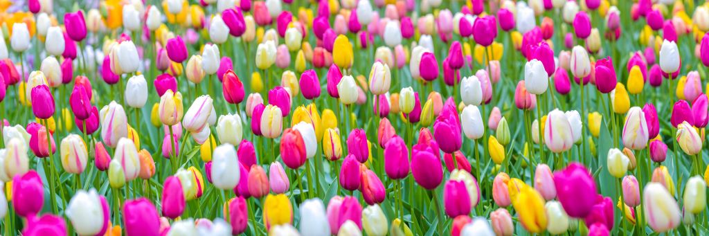 Bunte Tulpen auf einem Feld