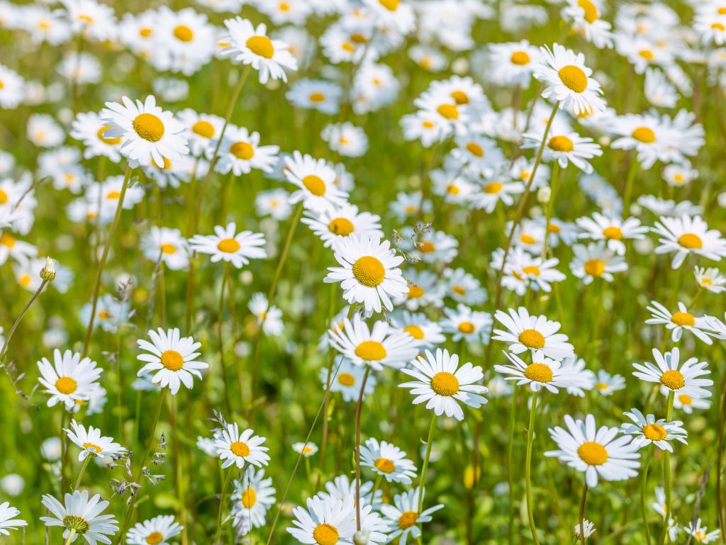 Gänseblümchen auf einem Feld